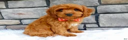 Cavapoo dogs for sale: Lincoln - Ad 4