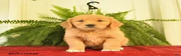 Golden Retriever dogs for sale: White Boots  - Ad 1