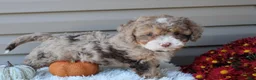 Cavapoo dogs for sale: Racer - Ad 5