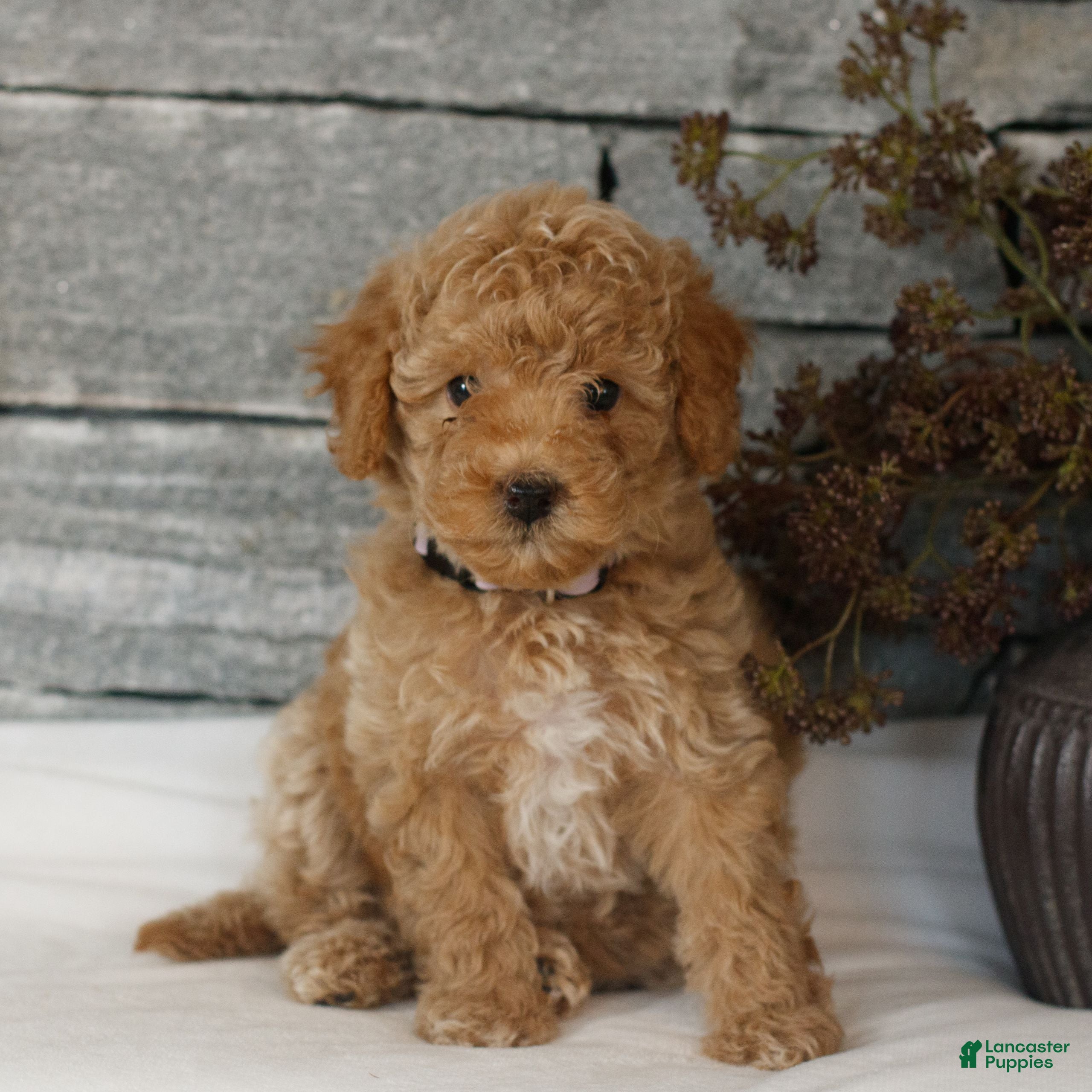 Miniature Poodle dogs Madison  - Ad 1