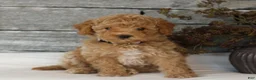 Miniature Poodle dogs for sale: Madison  - Ad 1