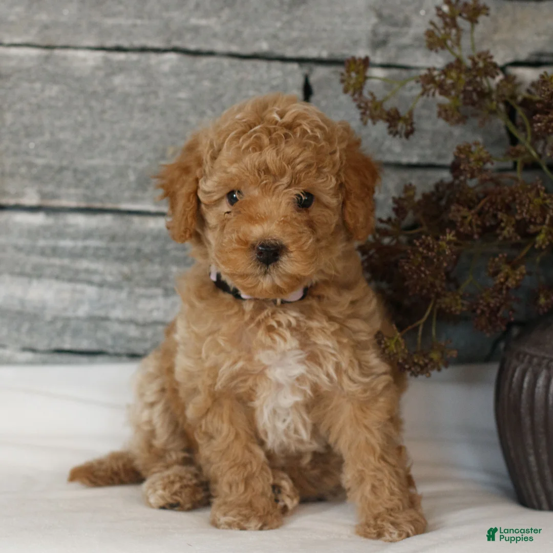 Miniature Poodle dogs for sale: Madison  - Ad 1