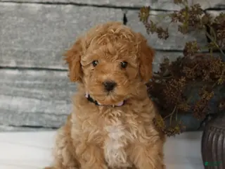 Miniature Poodle dogs for sale: Madison - Ad 1