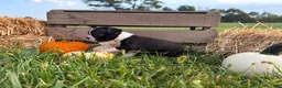 Boston Terrier dogs for sale: Dakota - Ad 4