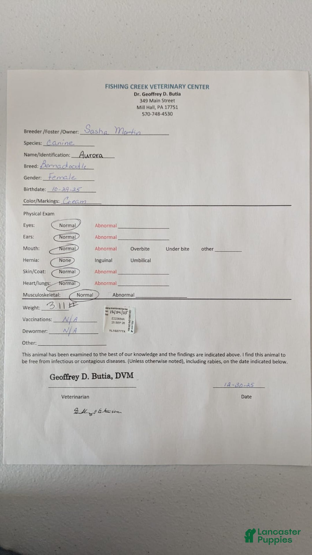 Mini Bernedoodle dogs for sale: Aurora "Rory" - Ad 9