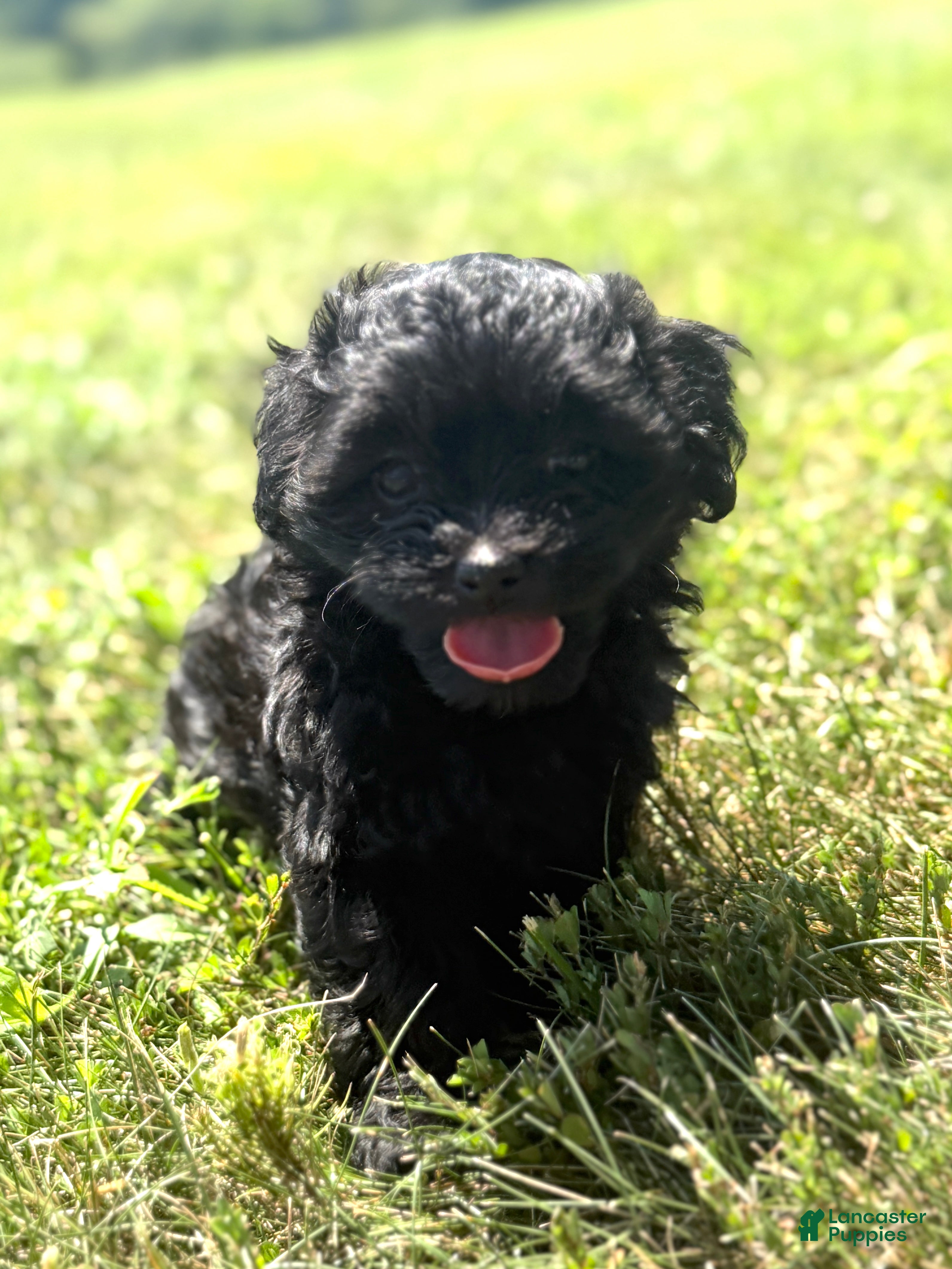 Mixed Breed dogs for sale: Holly - Ad 4