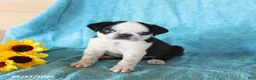 Pug dogs for sale: Sparkle - Ad 4