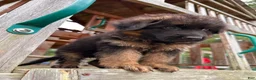 German Shepherd dogs for sale: Benny - Ad 8