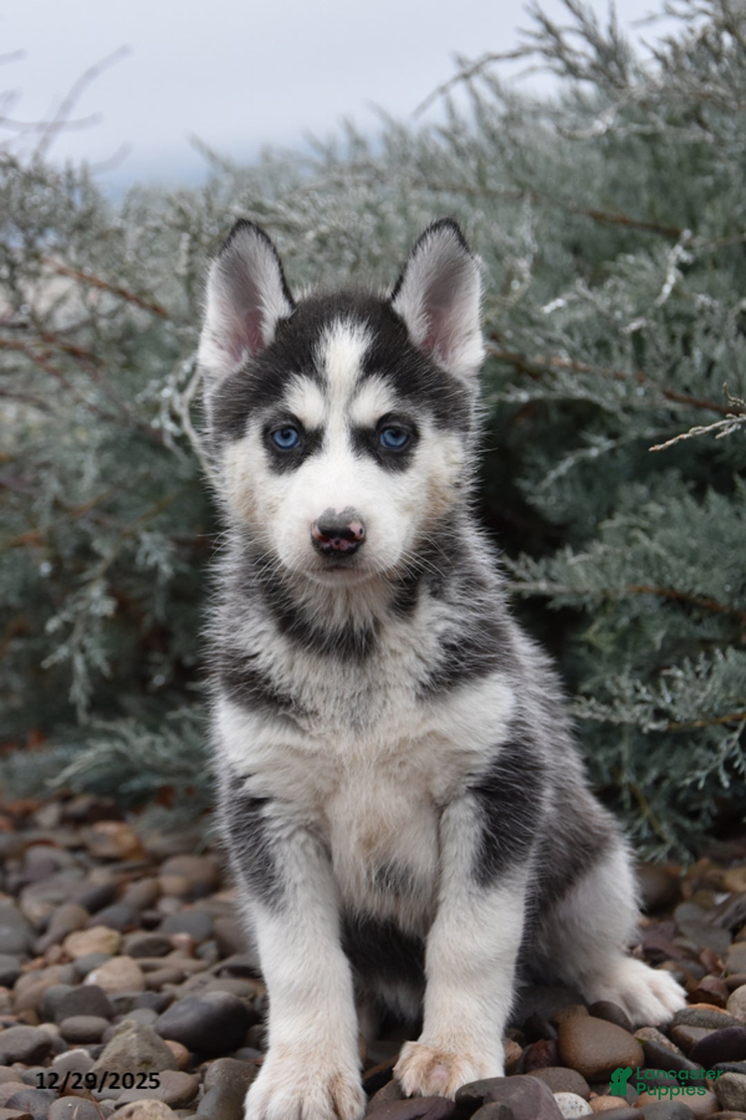 Siberian Husky dogs for sale: Funshine - Ad 1