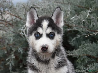 Siberian Husky dogs Funshine - Ad 41