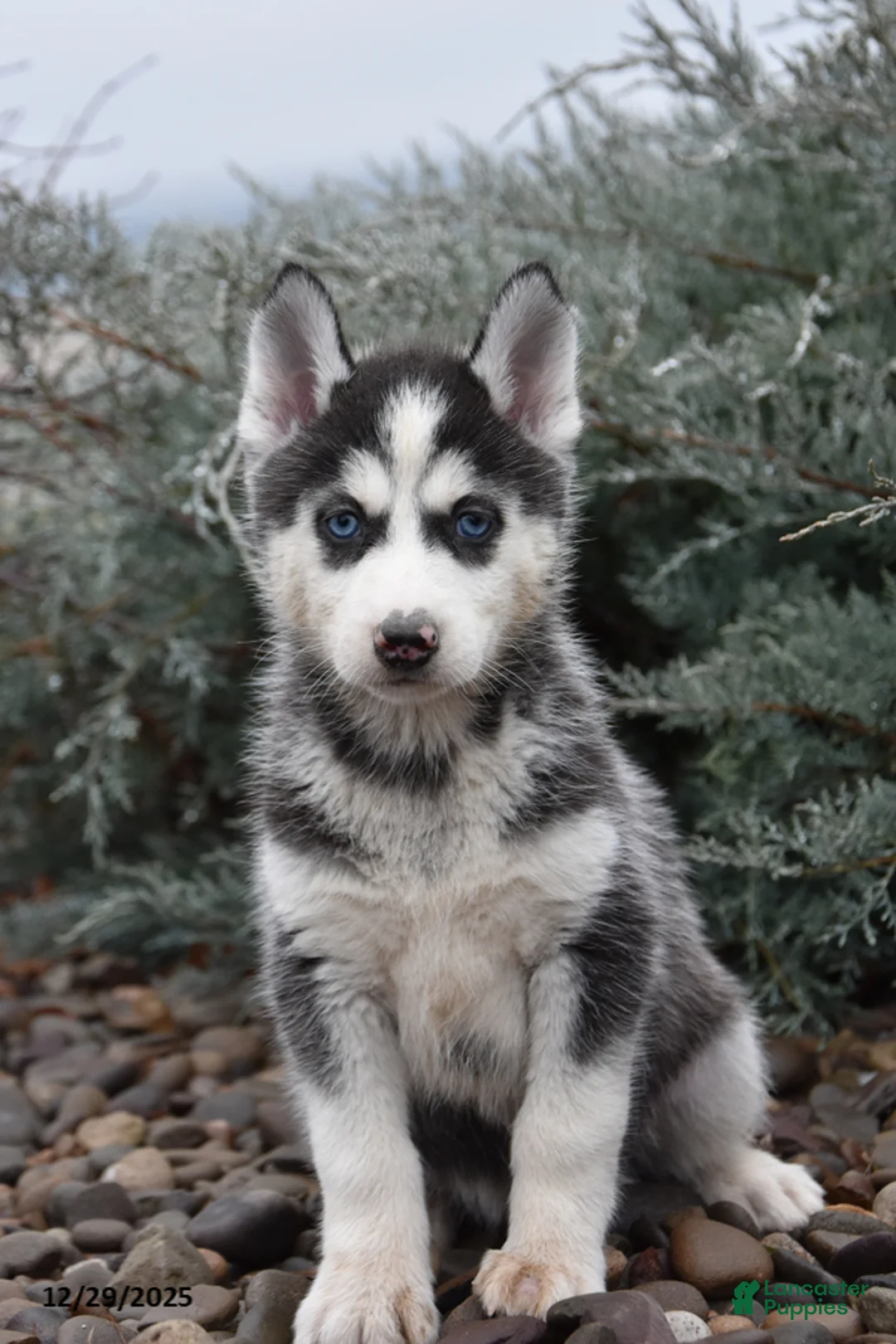 Siberian Husky dogs for sale: Funshine - Ad 1