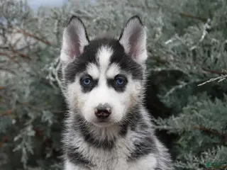 Siberian Husky dogs Funshine - Ad 38