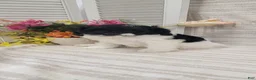 Cockapoo dogs for sale: Syria  - Ad 4