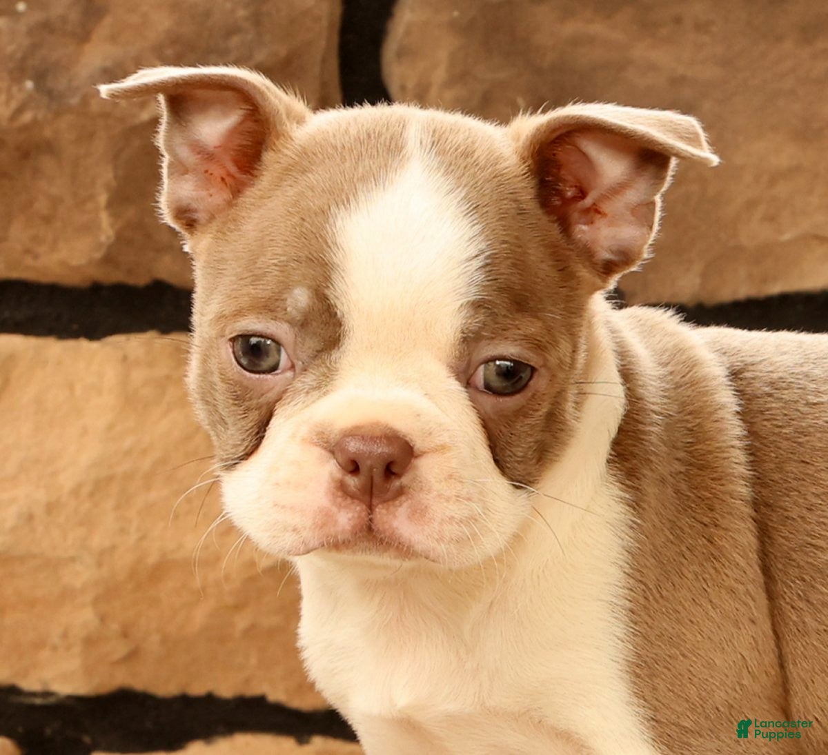 Boston Terrier dogs for sale: Crystal - Ad 3
