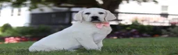Labrador Retriever dogs for sale: Sally - Ad 2