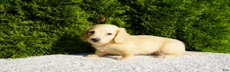 Miniature Dachshund dogs for sale: Joey AKC - Ad 3