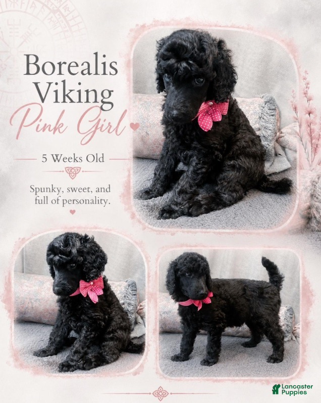 Standard Poodle dogs Pink Viking Girl - Ad 15