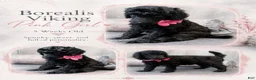 Standard Poodle dogs for sale: Pink Viking Girl - Ad 1