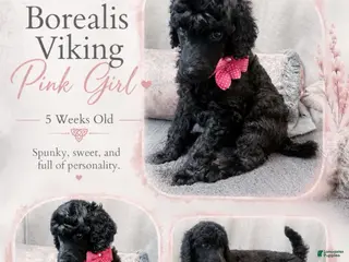 Standard Poodle dogs Pink Viking Girl - Ad 15