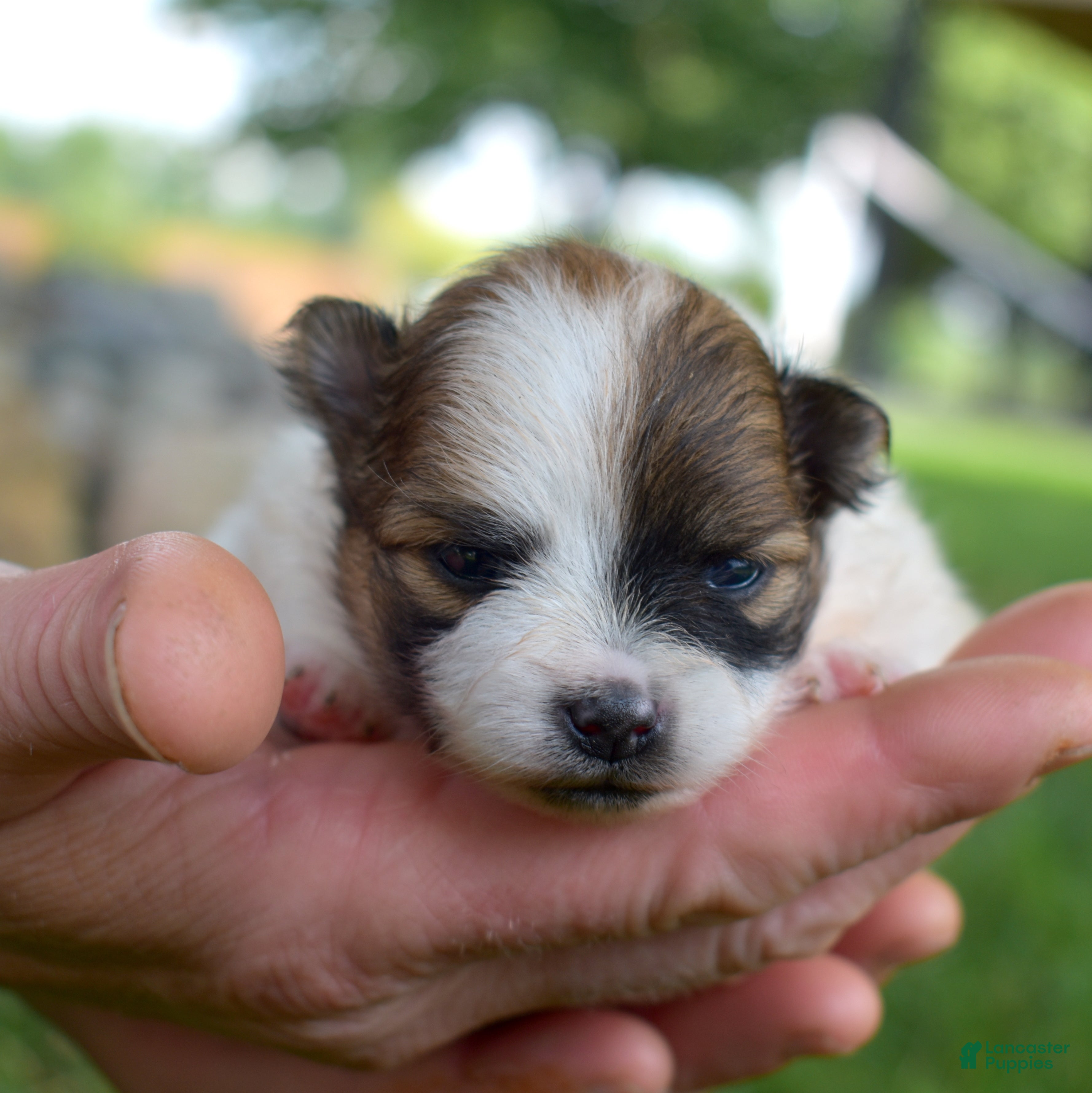 Pomeranian dogs Sage - Ad 1