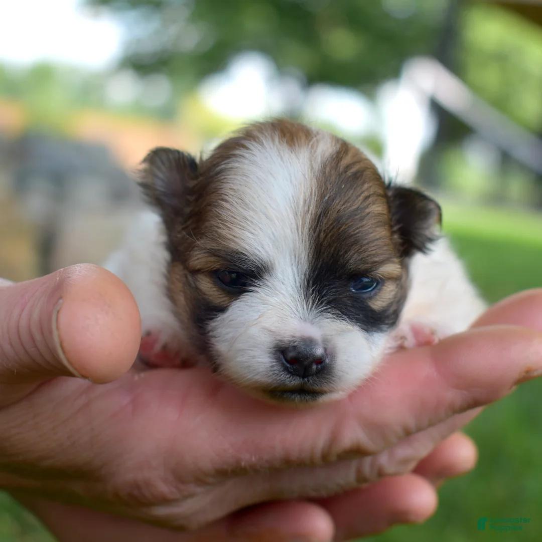 Pomeranian dogs for sale: Sage - Ad 1