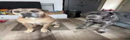 Cane Corso dogs for sale: Cane Corso Puppy 2 - Ad 2