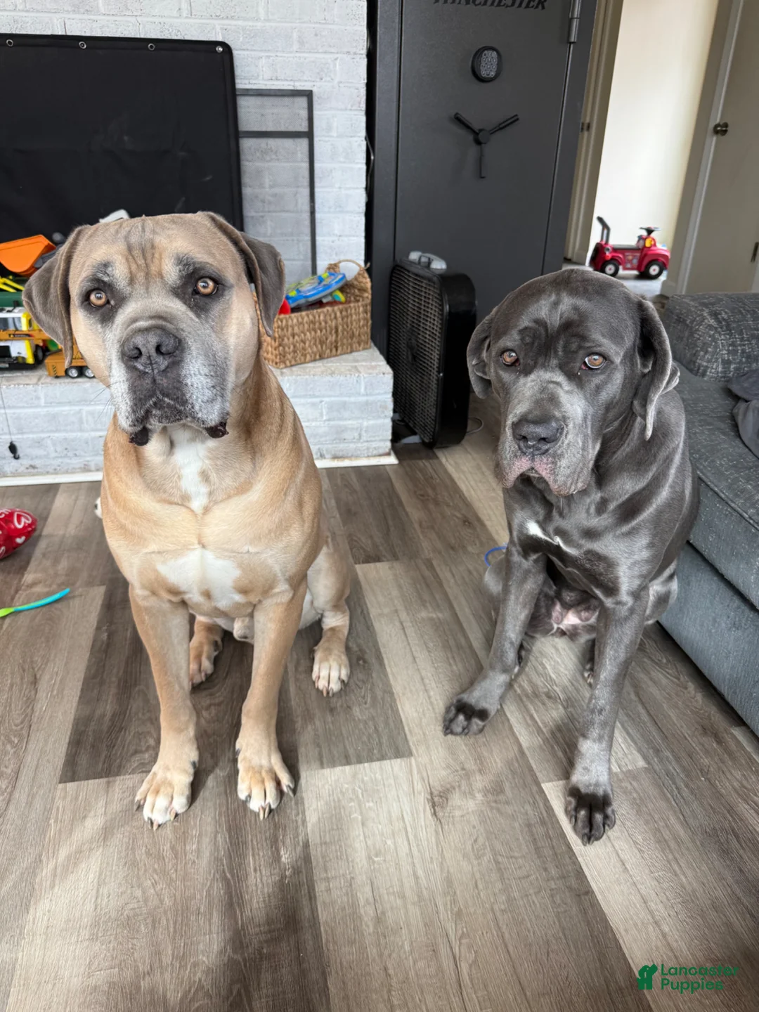 Cane Corso dogs for sale: Cane Corso Puppy 2 - Ad 2