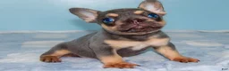 French Bulldog dogs for sale: French Bulldog 1 - Ad 4