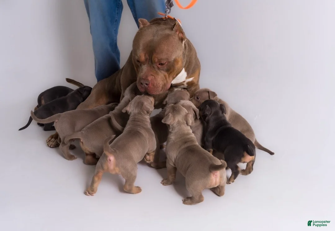 American Bully dogs for sale: 🌸🐾 - Ad 3