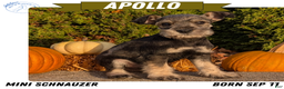 Miniature Schnauzer dogs for sale: Apollo - Ad 1
