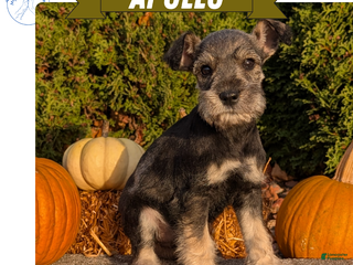 Miniature Schnauzer dogs Apollo - Ad 31