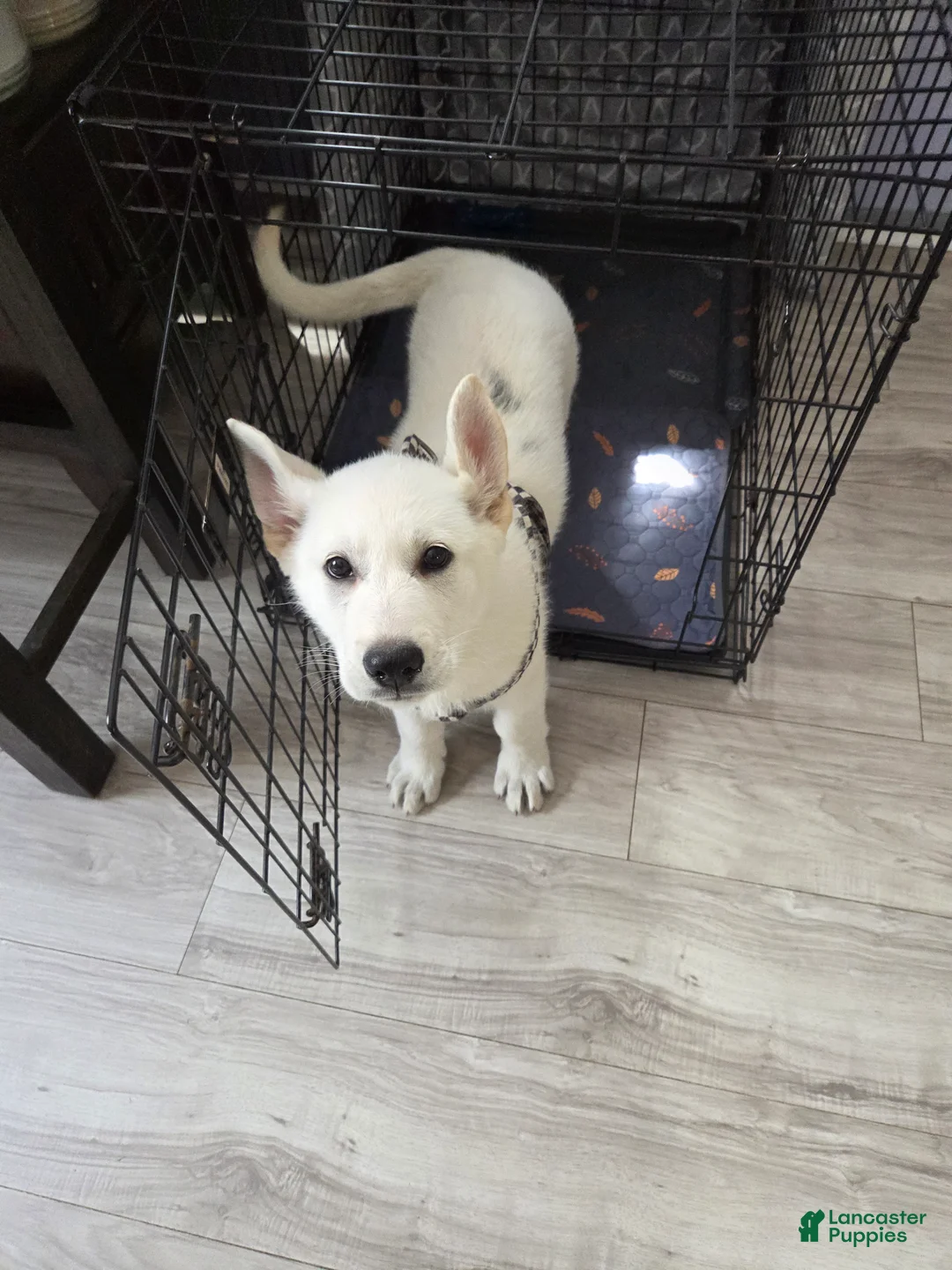 German Shepherd dogs for sale: Anna - Ad 1