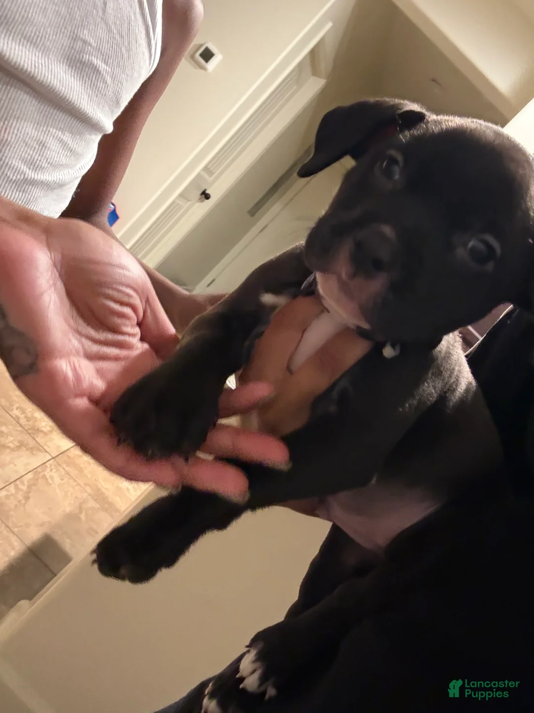 American Pit Bull Terrier dogs for sale: American Pit Bull Terrier 1 - Ad 2