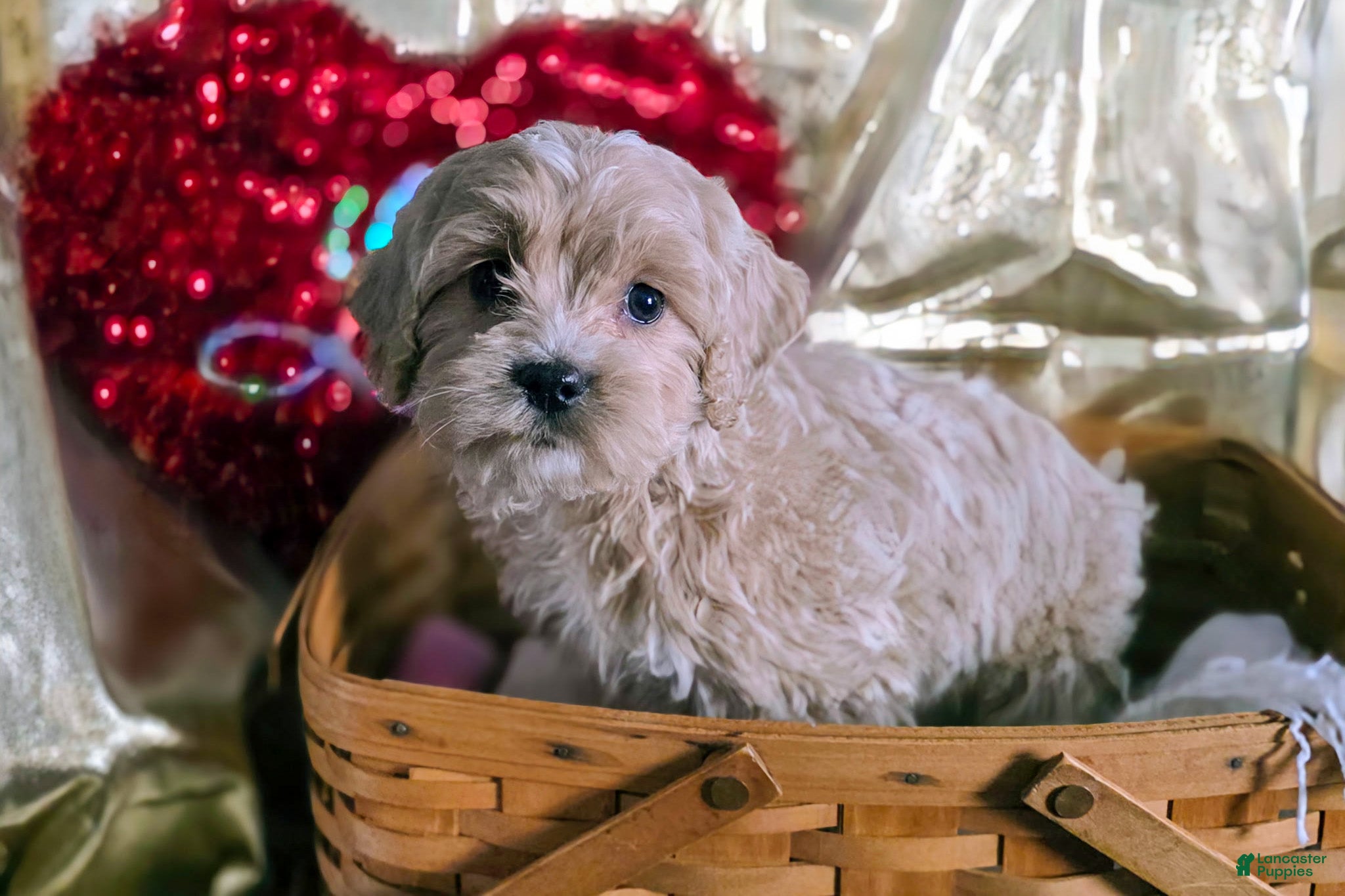 Cockapoo dogs Ford - Ad 28