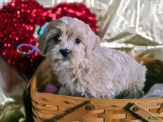 Cockapoo dogs Ford - Ad 8