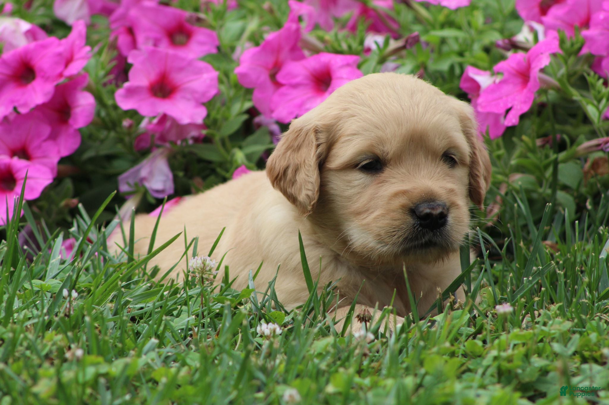 Golden Retriever dogs Amber - Ad 2