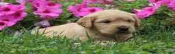 Golden Retriever dogs for sale: Amber - Ad 2