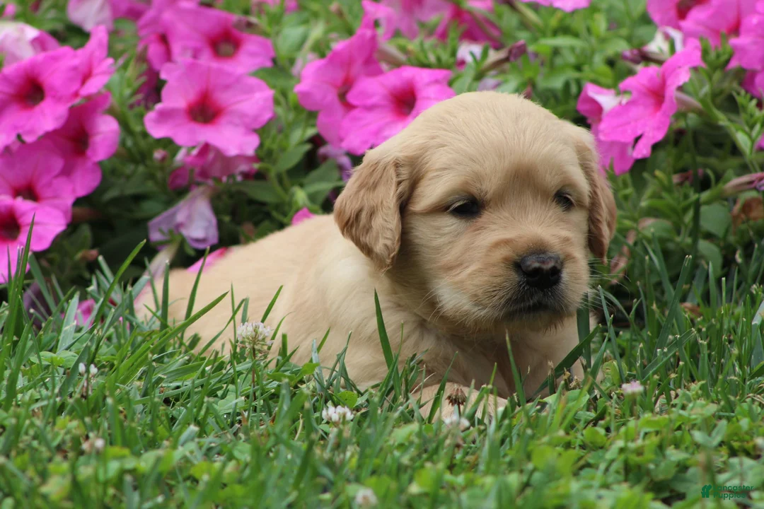 Golden Retriever dogs for sale: Amber - Ad 2