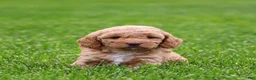 Mixed Breed dogs for sale: Kyla - Ad 2