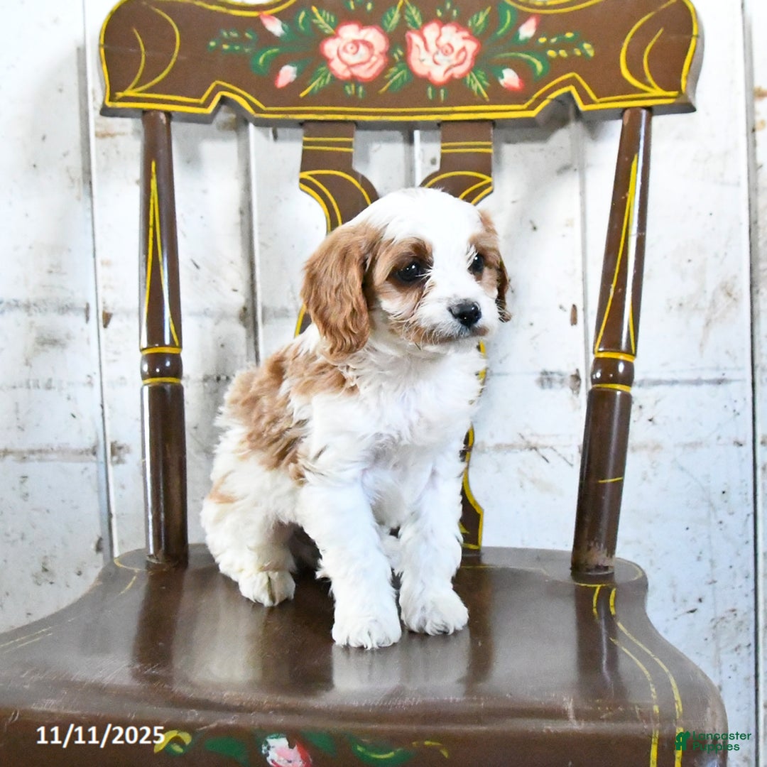 Cavapoo dogs for sale: Rocket - Ad 3