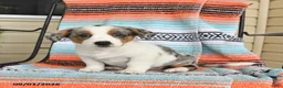 Mixed Breed dogs for sale: Tundra - Ad 2