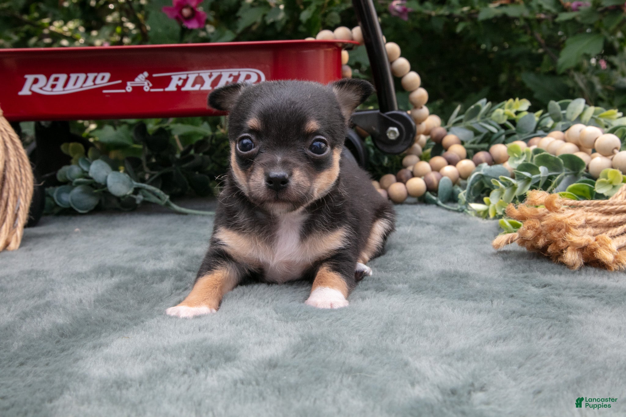 Chihuahua dogs Harmony - Ad 1