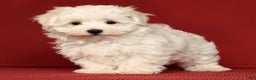 Maltese dogs for sale: Molly - Ad 7
