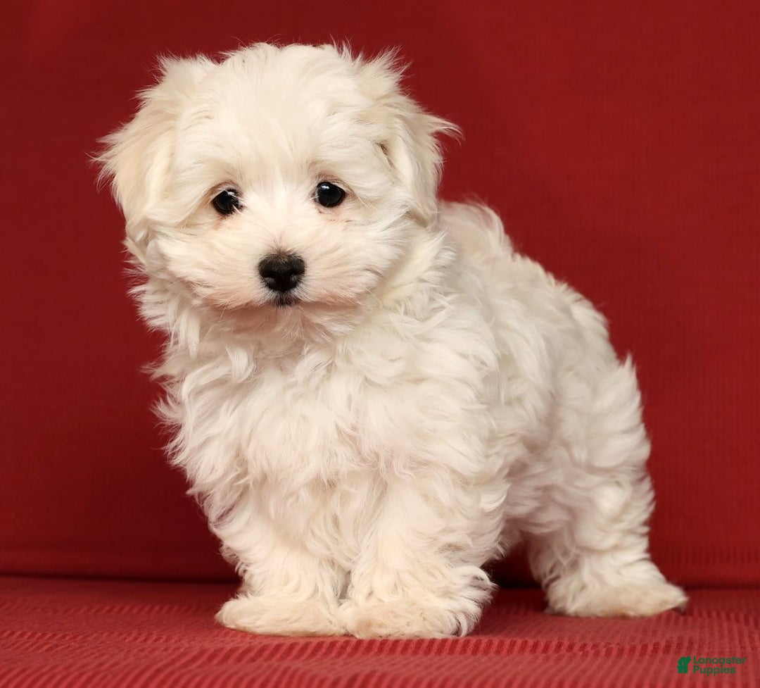Maltese dogs for sale: Molly - Ad 7