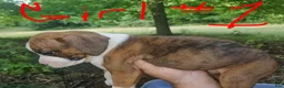 Boxer dogs for sale: Boxer 5 - Ad 2