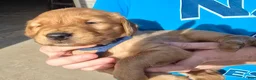 Golden Retriever dogs for sale: Blue Boy - Ad 3