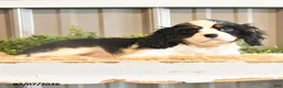 Cavalier King Charles Spaniel dogs for sale: Keller - Ad 4