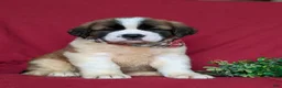 Saint Bernard dogs for sale: Parkinson - Ad 5