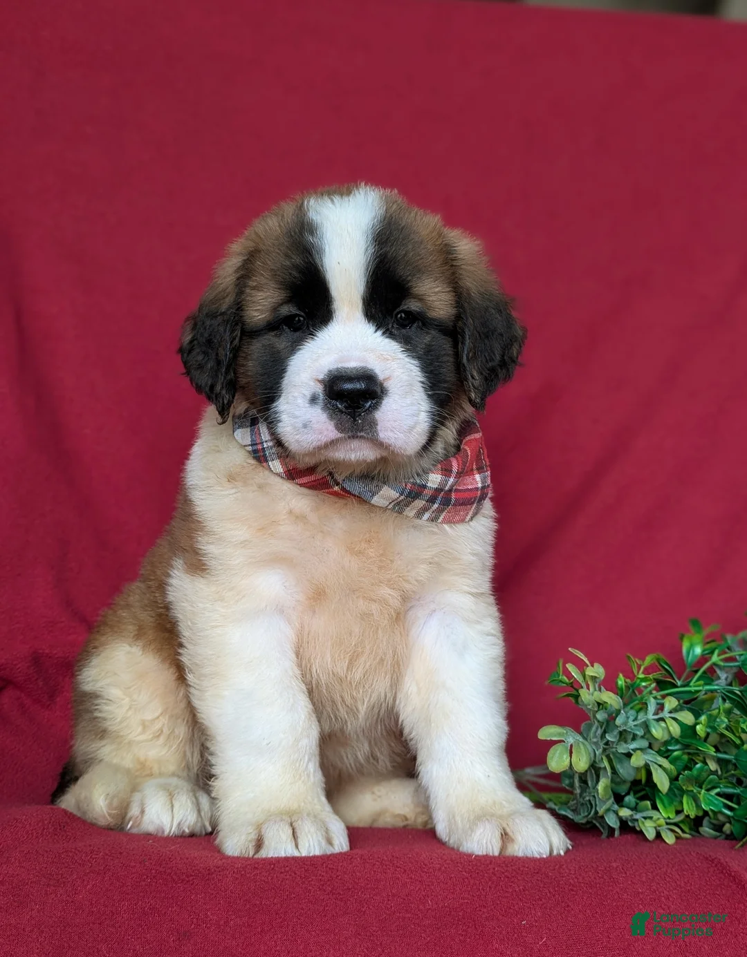 Saint Bernard dogs for sale: Parkinson - Ad 5