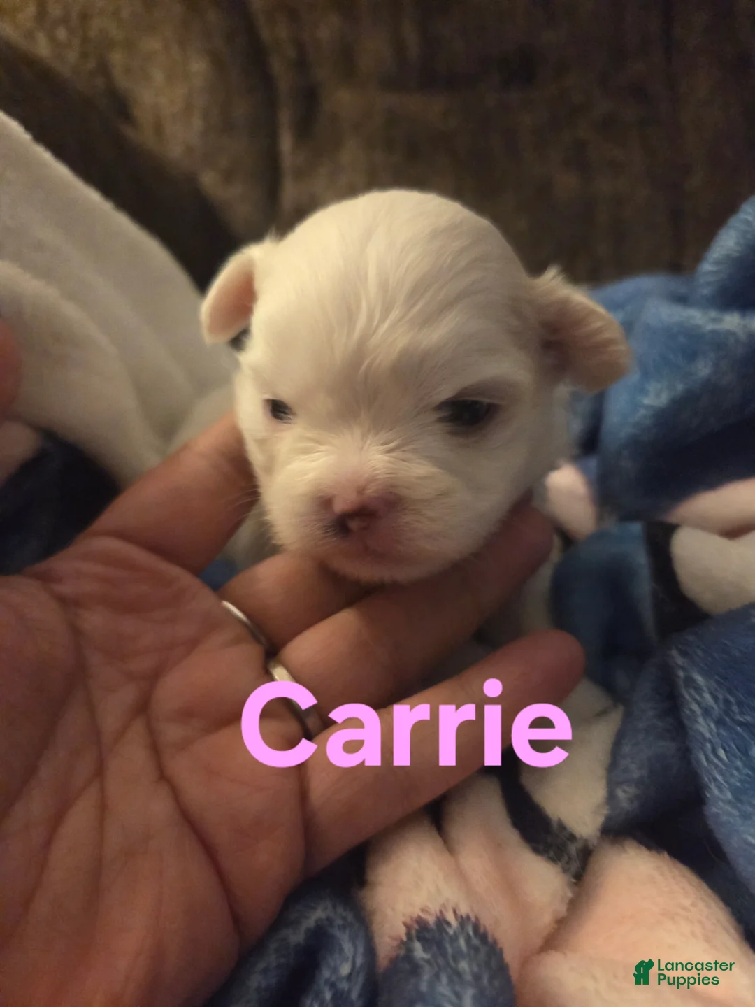 Malshi dogs for sale: Carrie - Ad 1